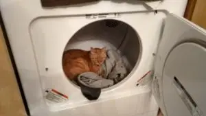 A ginger cat cozily curled up inside a dryer on top of some laundry.